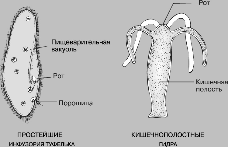 Kraken ссылка tg